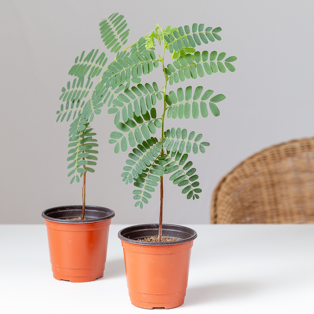 타마린드 플랜테리어 화초 음지 실내공기정화 키우기쉬운 반려식물인테리어