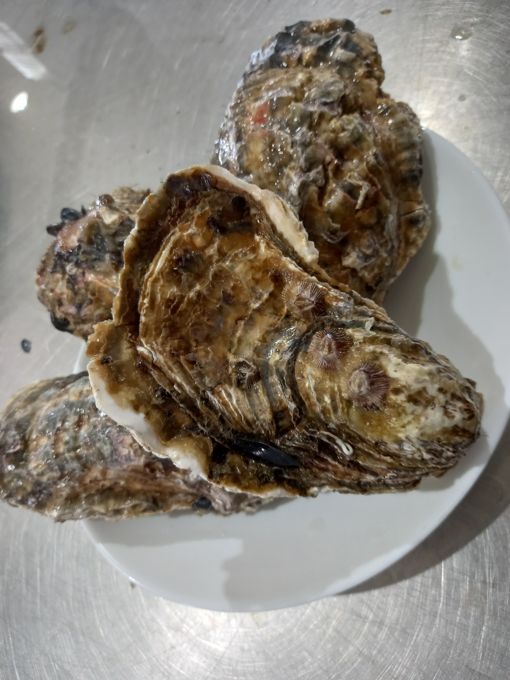 통영 바위굴 삼배체굴 석화 생굴 이미지 7