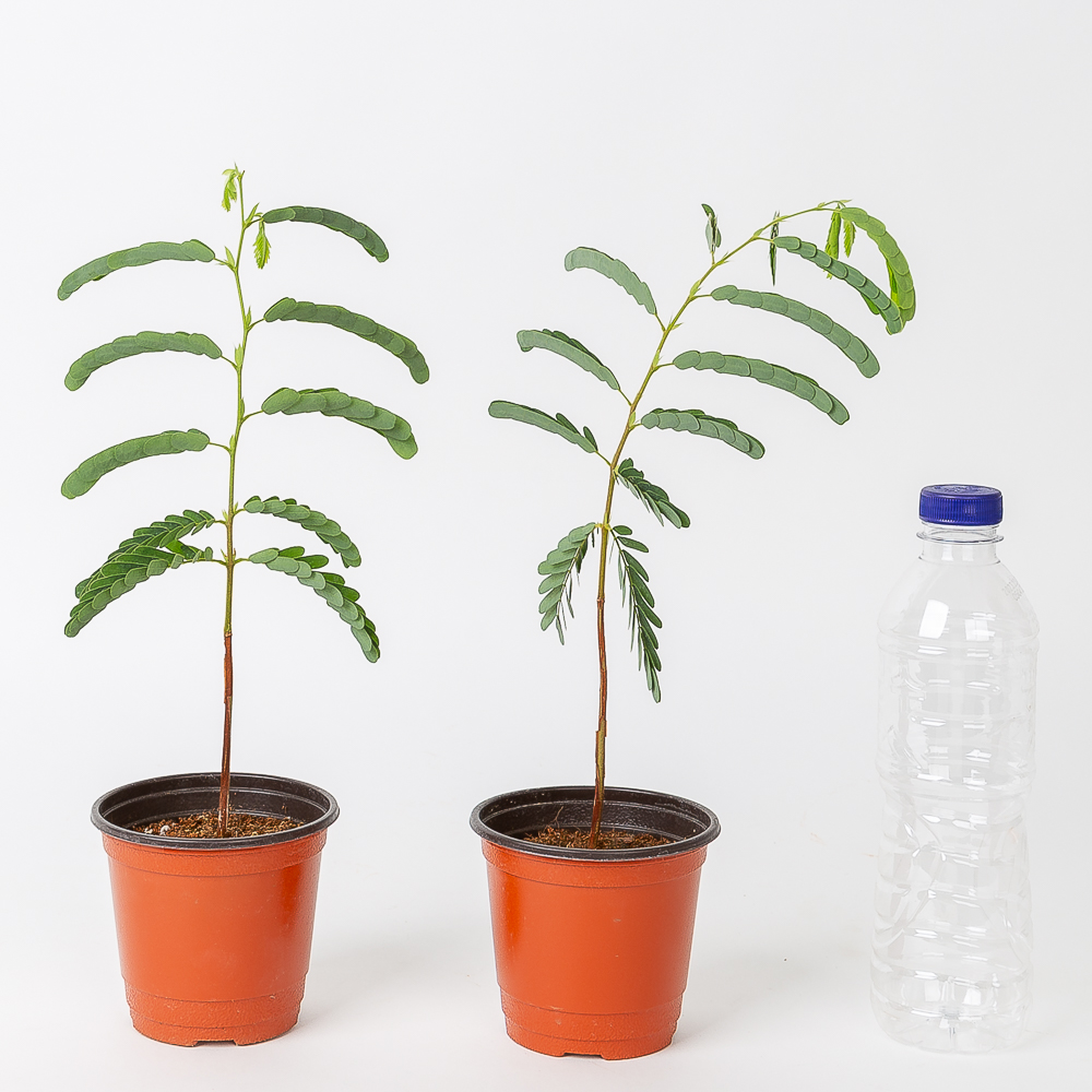 타마린드 플랜테리어 화초 음지 실내공기정화 키우기쉬운 반려식물인테리어