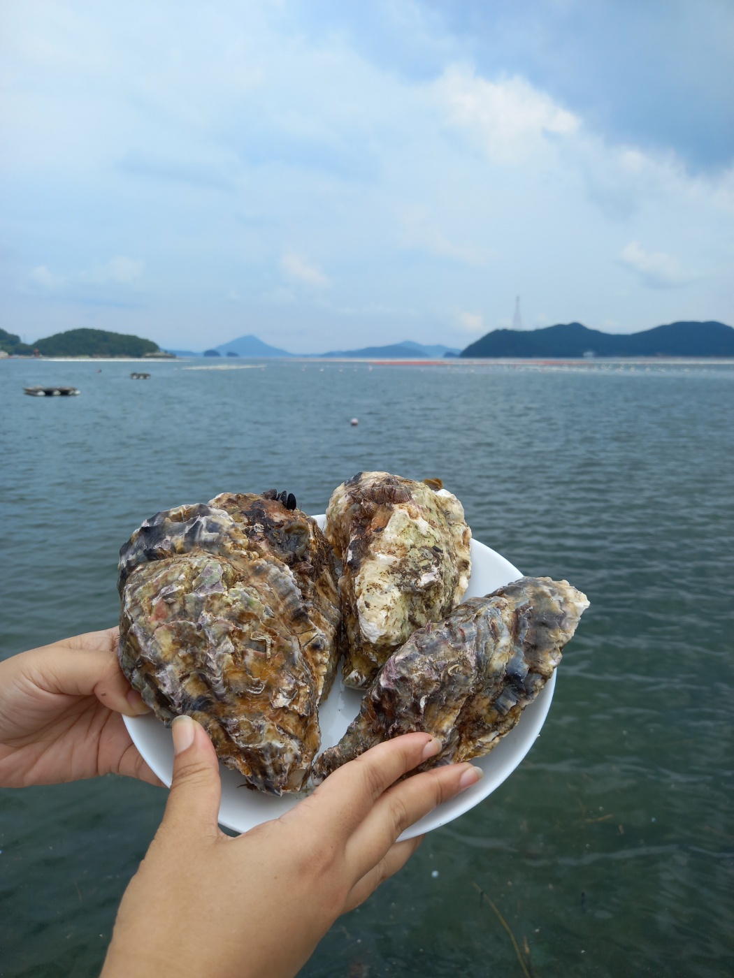 통영 바위굴 삼배체굴 석화 생굴 이미지 8