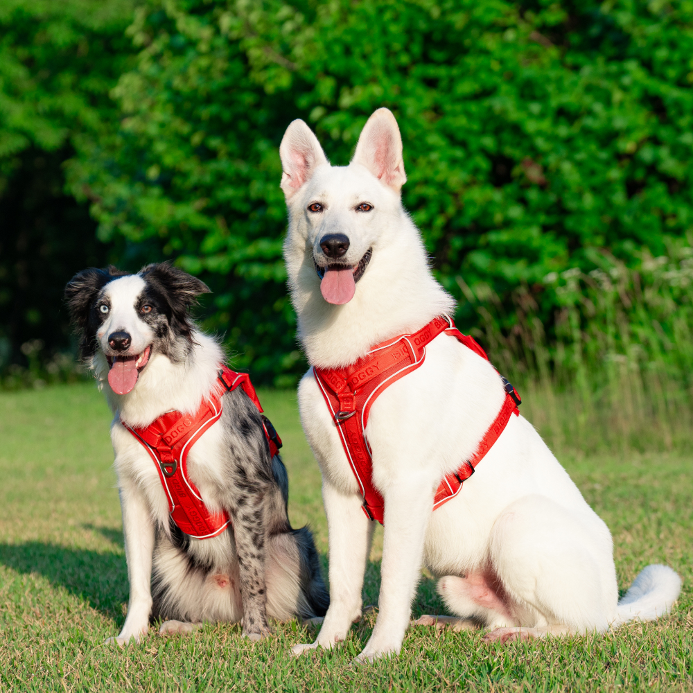 강아지 하네스 앞섬방지 가슴줄 대형견 하네스 H형 빅네스