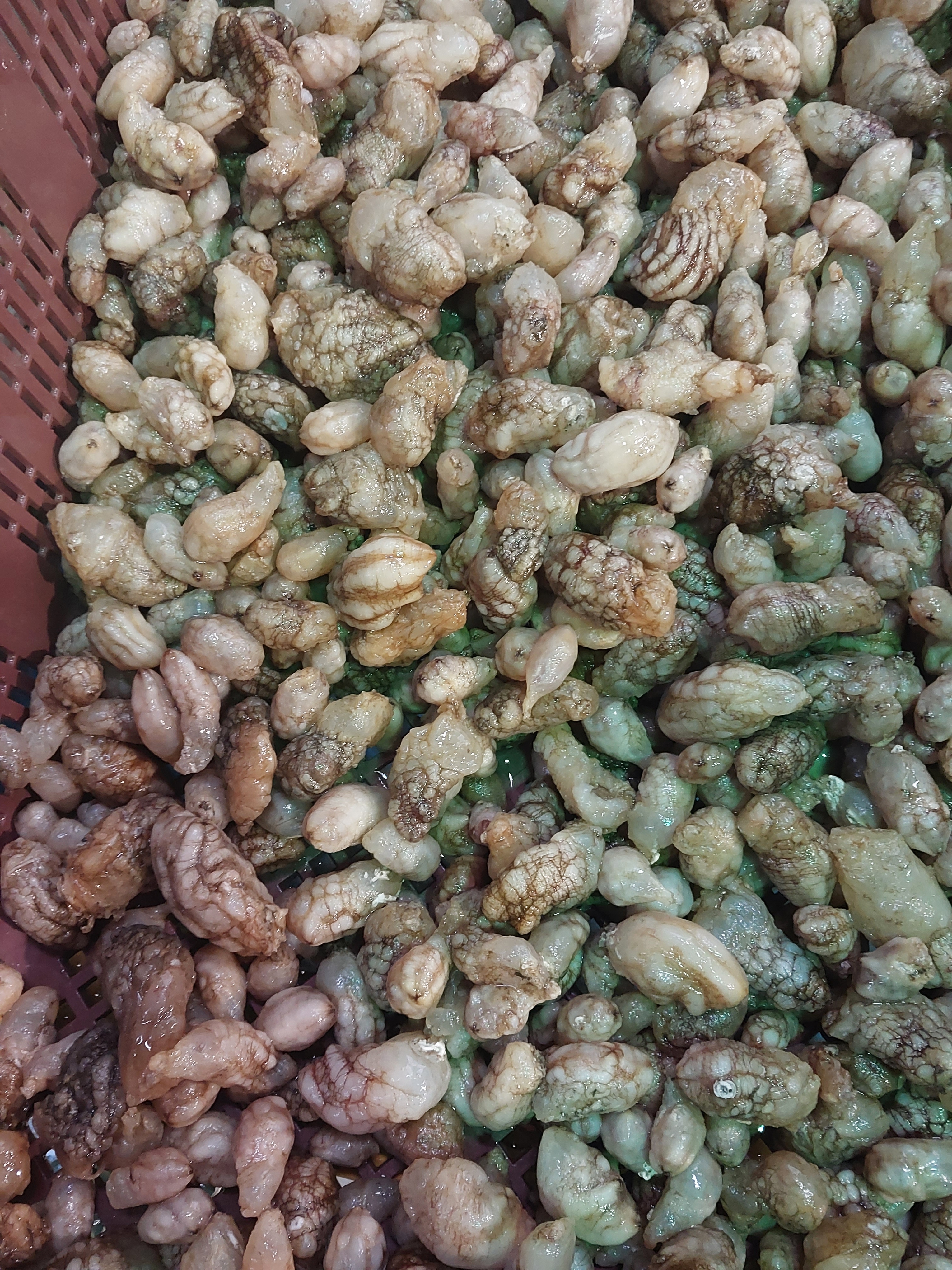 (산지직송) 오독오독 맛좋은 통영 오만둥이1kg 이미지 8