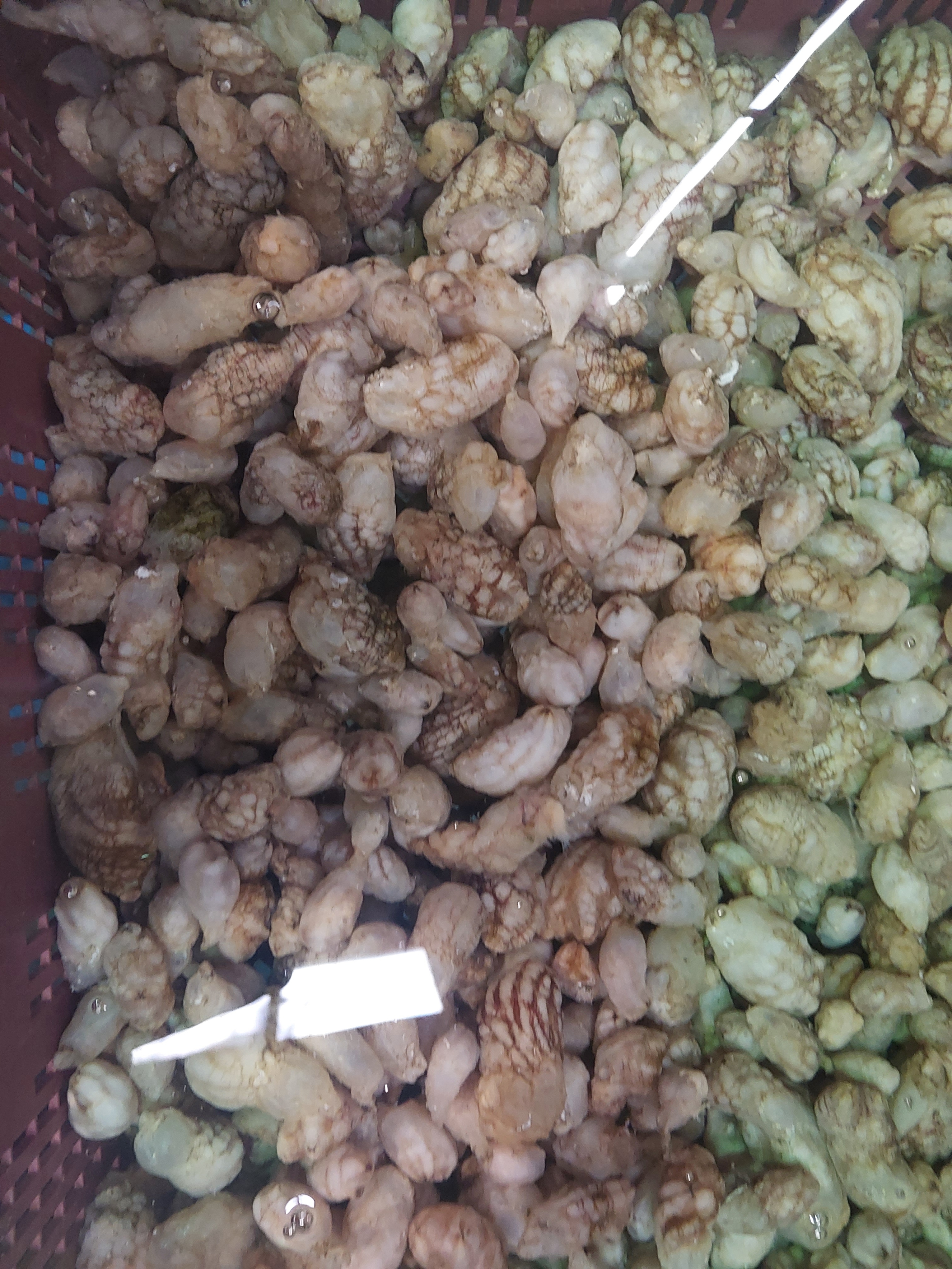 (산지직송) 오독오독 맛좋은 통영 오만둥이1kg 이미지 7
