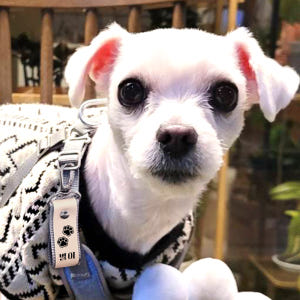 반려동물 인식표 강아지 반려견 애견 고양이 이름표 목걸이 주문제작 솔직 후기 | 실제 사용자 리뷰 총정리 - 상품 이미지 4