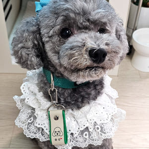 반려동물 인식표 강아지 반려견 애견 고양이 이름표 목걸이 주문제작 솔직 후기 | 실제 사용자 리뷰 총정리 - 상품 이미지 1