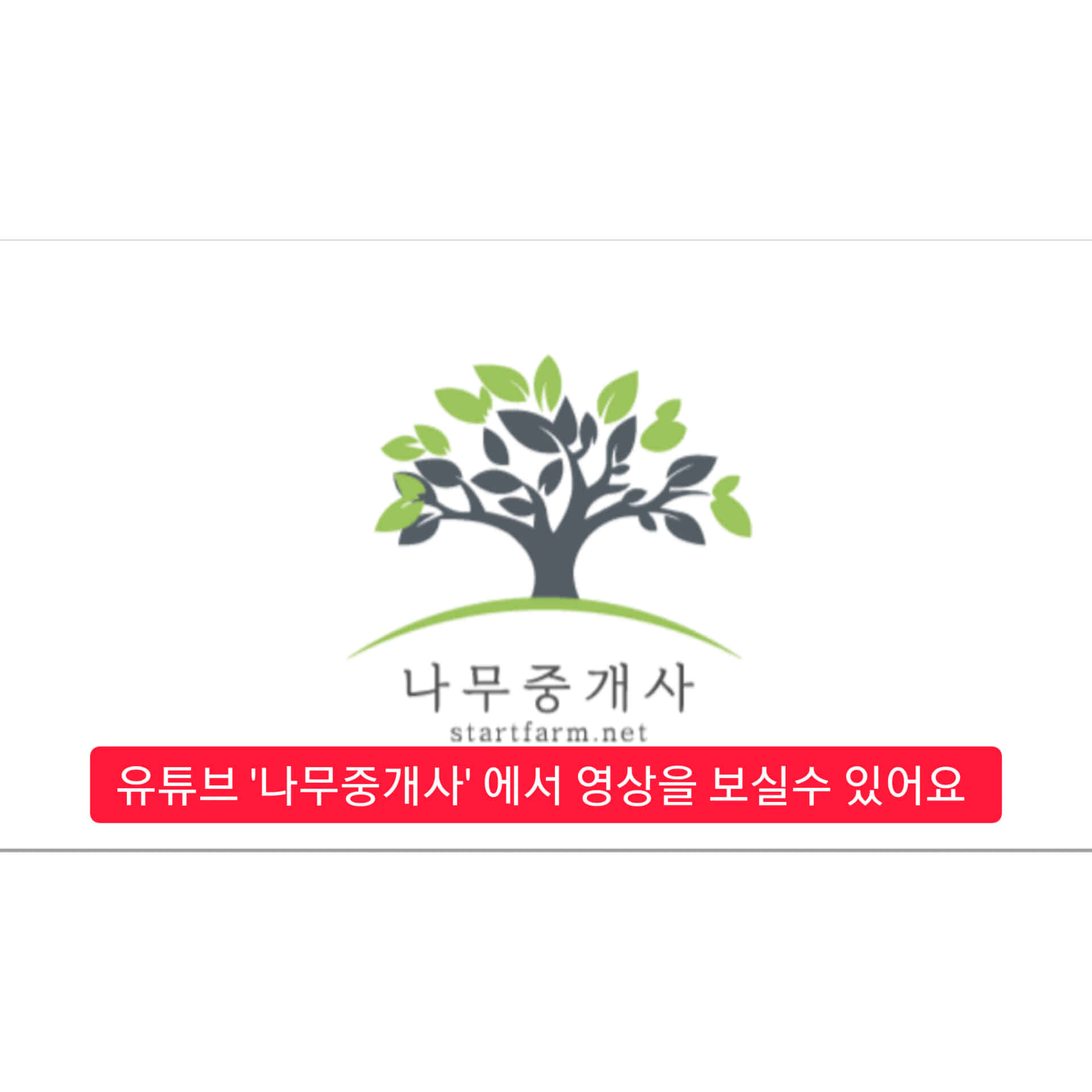 젓나무 전나무묘목 4년생 크리스마트 미니트리 : 시작묘목마트