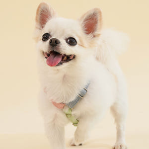 강아지 인식표 하네스 앞섬방지 H형 소형견 가슴줄 기본형 XS 솔직 후기 | 실제 사용자 리뷰 총정리 - 상품 이미지 2