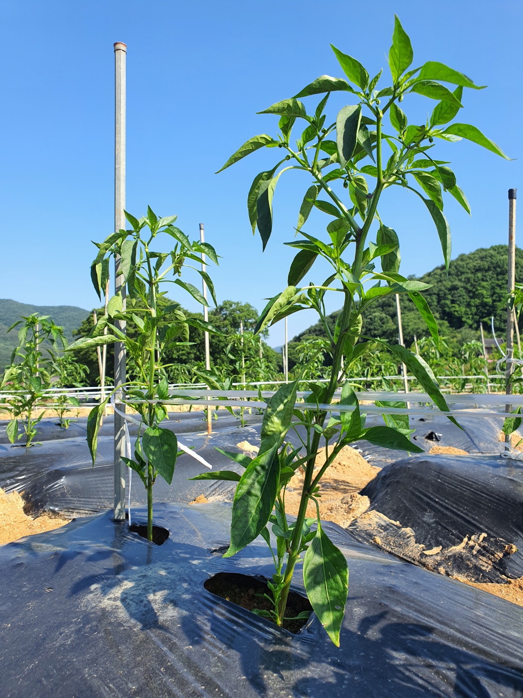 국산 햇 고춧가루 고추가루 1kg 보통 매운맛 보통굵기 김장찌개용 2025년산 - 상세 이미지 3