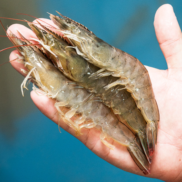 대한민국농수산의 오동통 싱싱한 흰다리새우1kg