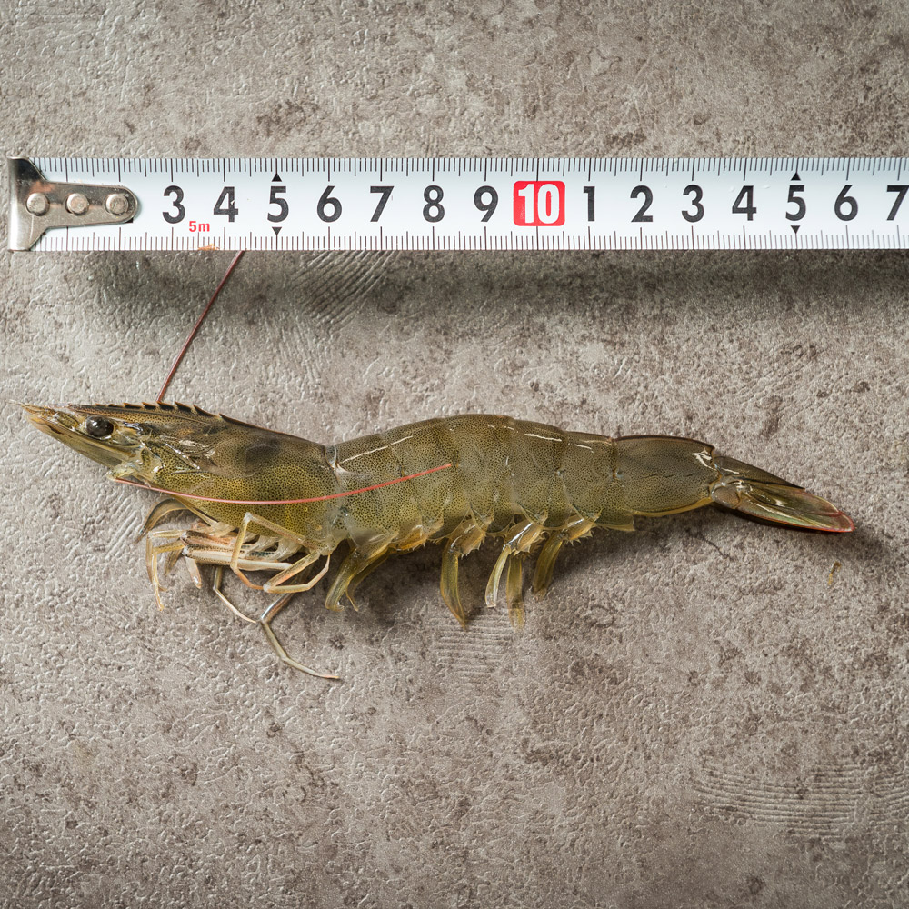 국산 흰다리새우 1kg 왕새우 새우철 제철