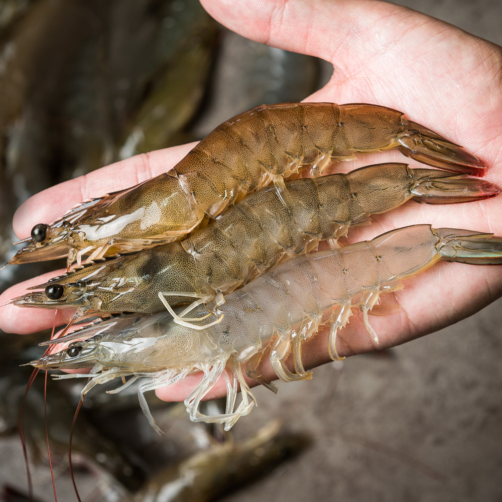 국산 흰다리새우 1kg 왕새우 새우철 제철