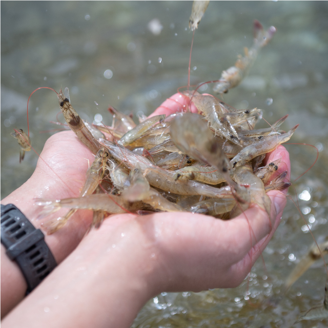 국산 흰다리새우 1kg 왕새우 새우철 제철