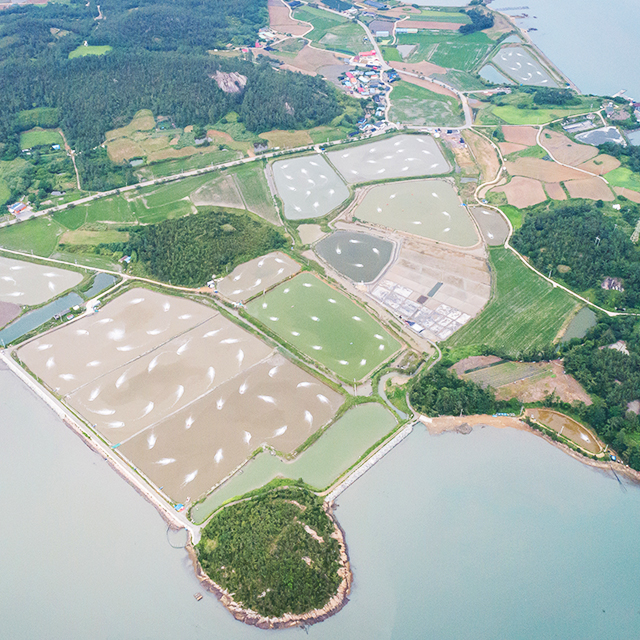 국산 흰다리새우 1kg 왕새우 새우철 제철