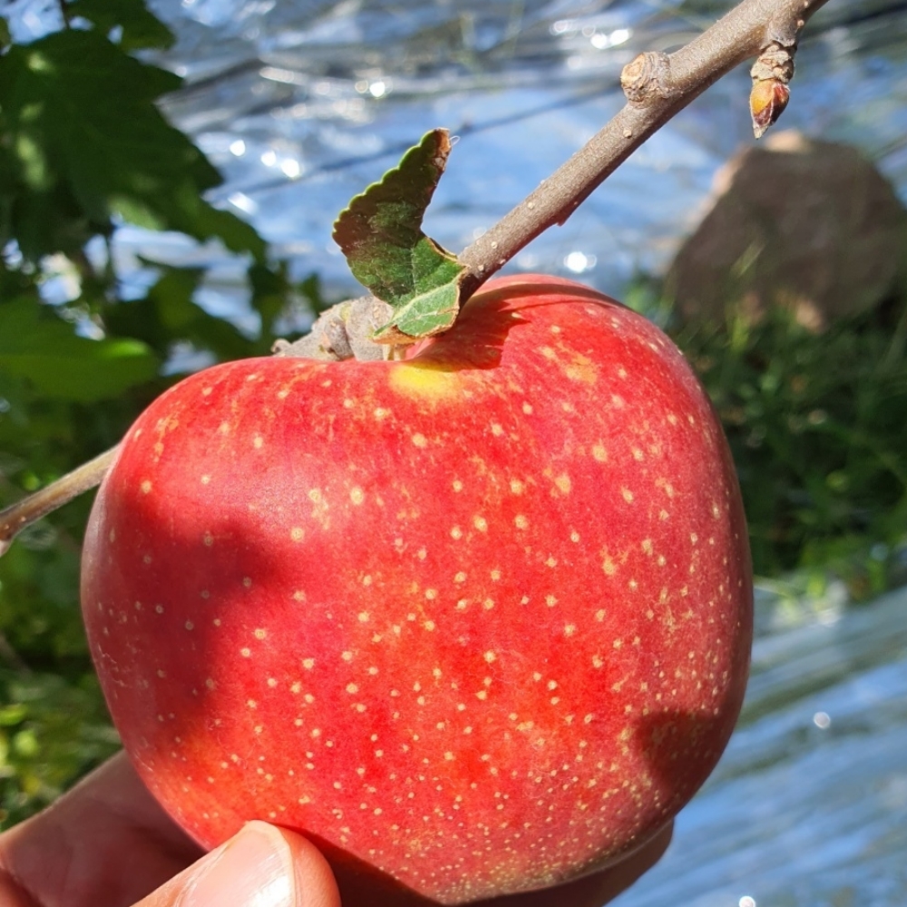 품절대란 2025년 산지직송 홍로 사과: 가정용 추천! 8 사과 이미지6