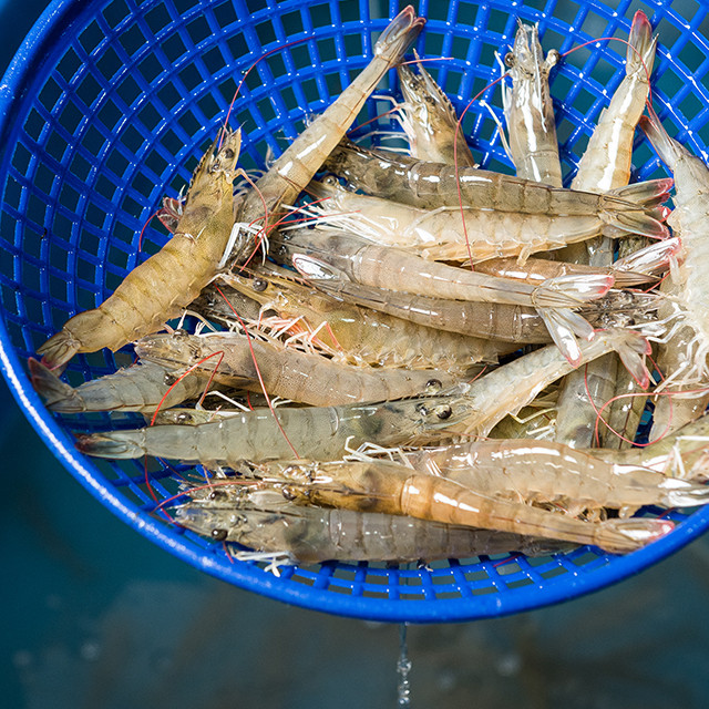 대한민국농수산의 오동통 싱싱한 흰다리새우1kg
