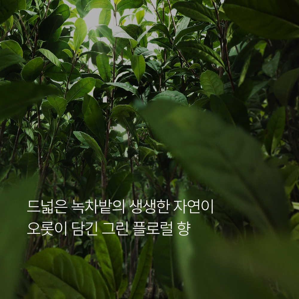 이니스프리 아일 넘버 홈 프래그런스 [그린티 에썽스] 100g (Oil 9ml) - 상세 이미지 4