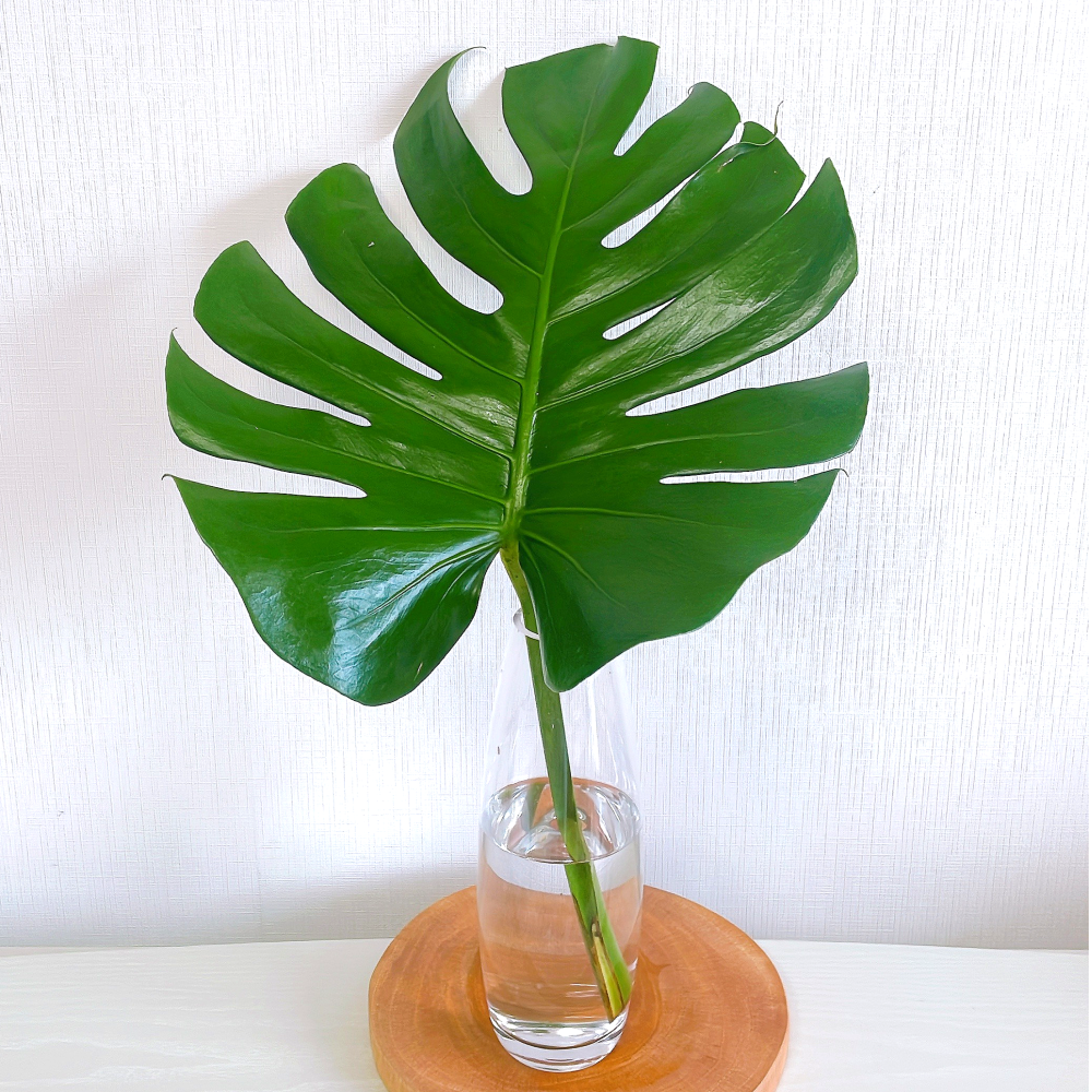 몬스테라 1장 공기정화 생화 소재 꽃배달 꽃집 정기배송 꽃정기구독 꽃 싼곳