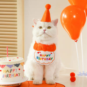고양이 생일 파티 고깔 모자 케이프 세트 강아지 돌잔치 반려묘 반려견 꼬... 솔직 후기 | 실제 사용자 리뷰 총정리 - 상품 이미지 1