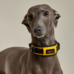 아이그로 베러워크 강아지 목줄 저자극 쿠션목줄 XS 솔직 후기 | 실제 사용자 리뷰 총정리 - 상품 이미지 1