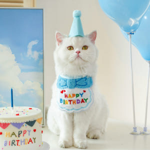 고양이 생일 파티 고깔 모자 케이프 세트 강아지 돌잔치 반려묘 반려견 꼬... 솔직 후기 | 실제 사용자 리뷰 총정리 - 상품 이미지 2