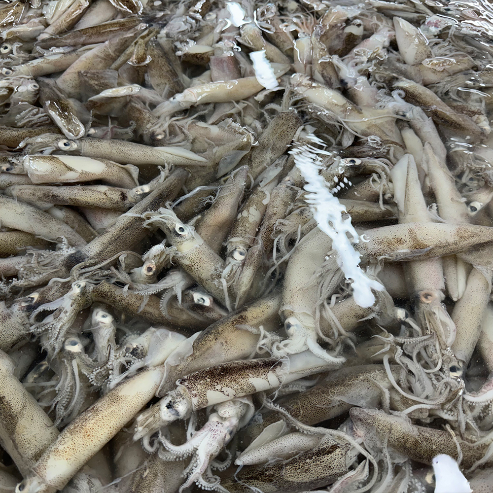 국내 대서양 원양산 총알 한치 오징어 500g 생물 냉동 금냉 숙회 - 상세 이미지 2
