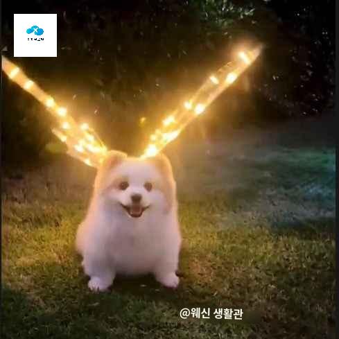 나비 대형견 전동날개 강아지 조명 움직이는날개 - 상품 이미지
