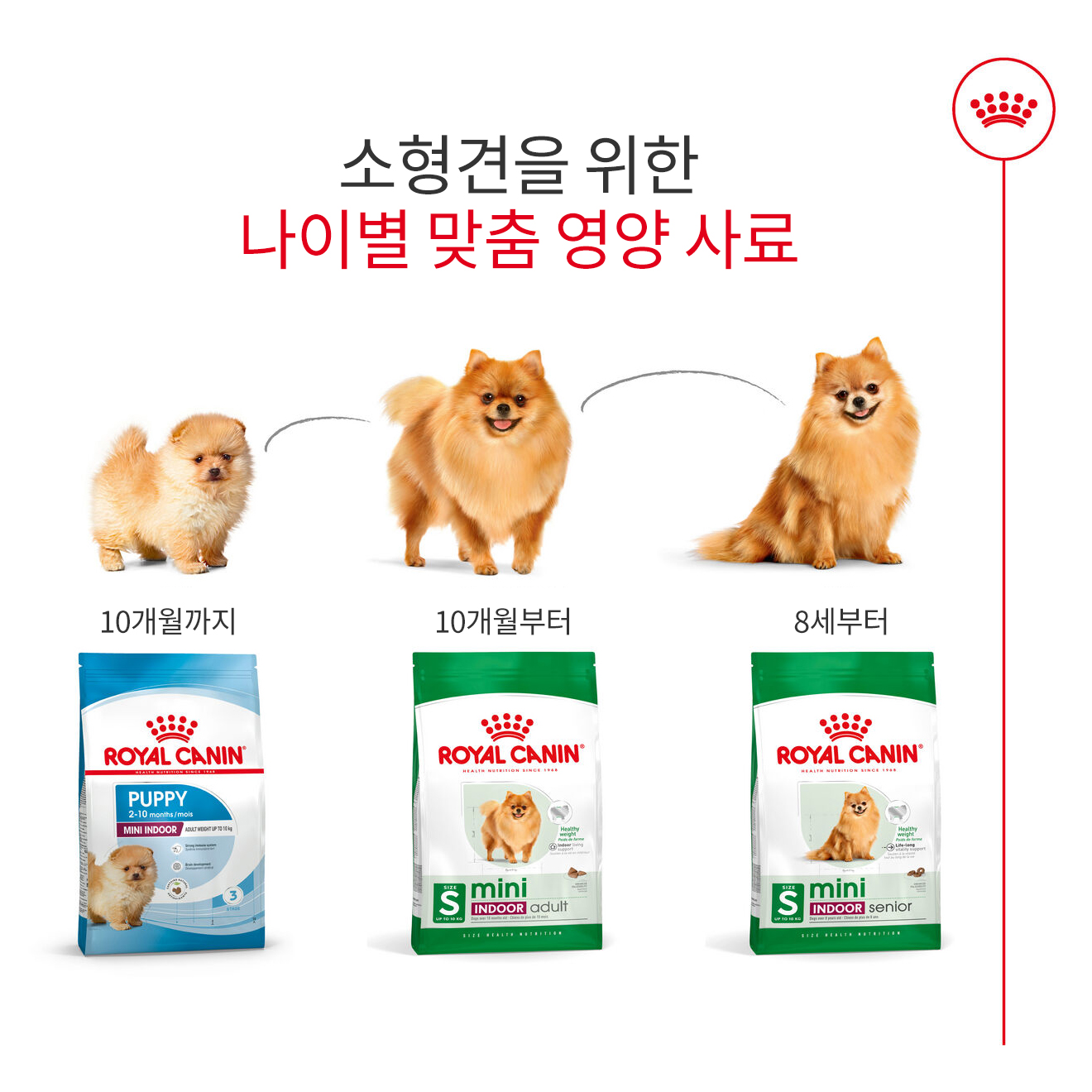 [유통기한 2026.07.23] 로얄캐닌 독 미니 인도어 시니어, 500g, 1개 - 상세 이미지 4