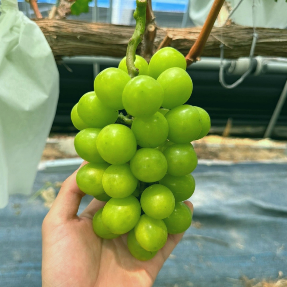 샤인머스캣 고당도 씨 없는 망고포도 프리미엄 선물용 실속형 2kg 4kg - 상세 이미지 5