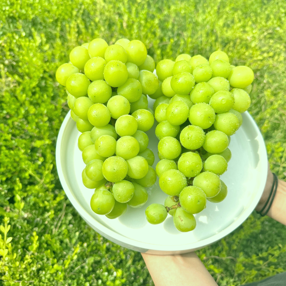 샤인머스캣 고당도 씨 없는 망고포도 프리미엄 선물용 실속형 2kg 4kg 이미지 6