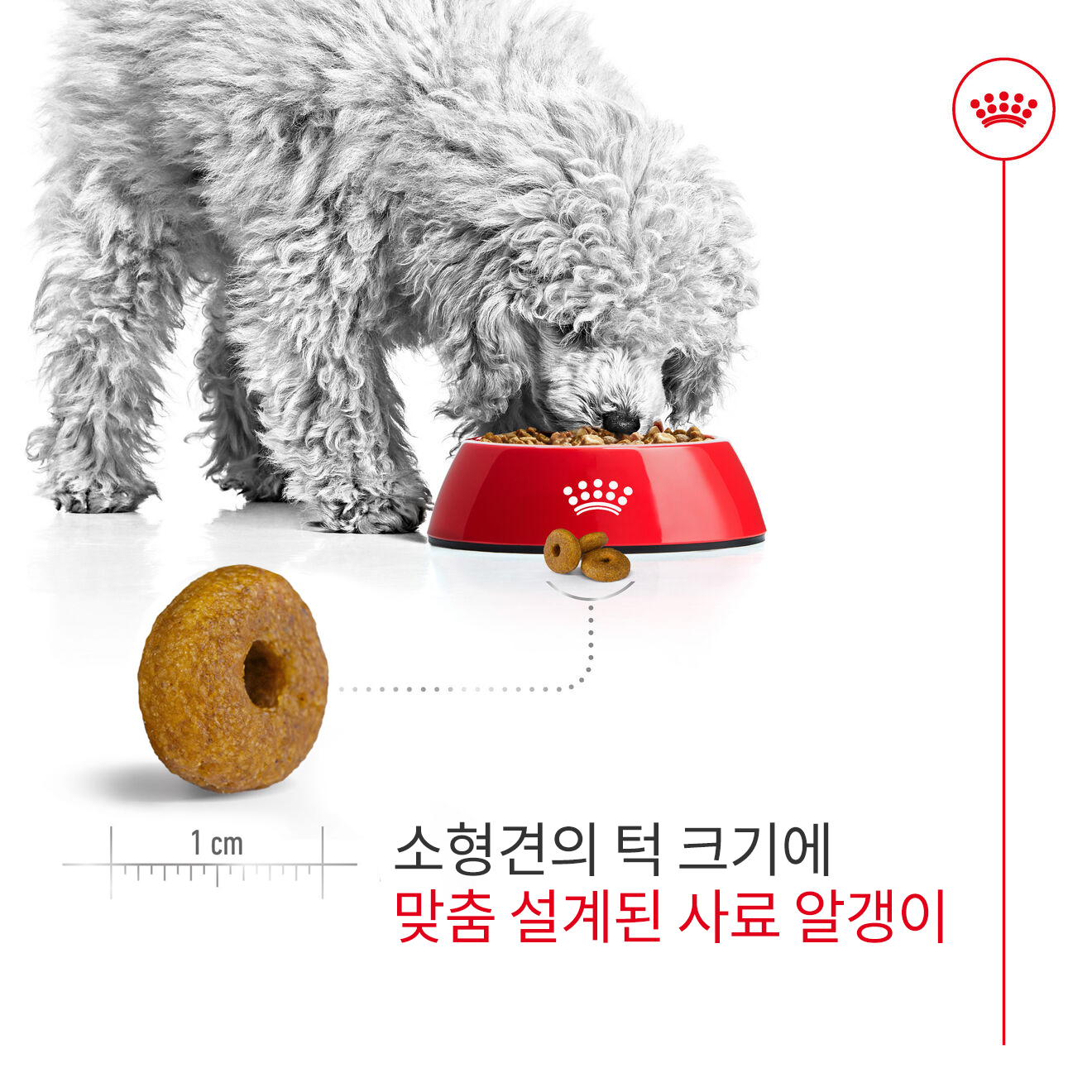 [유통기한 2026.07.23] 로얄캐닌 독 미니 인도어 시니어, 500g, 1개 - 상세 이미지 3