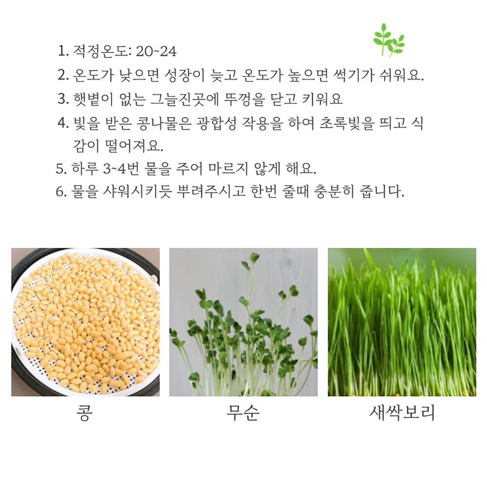 콩나물통 집에서 콩나물 키우기 - 상세 이미지 2