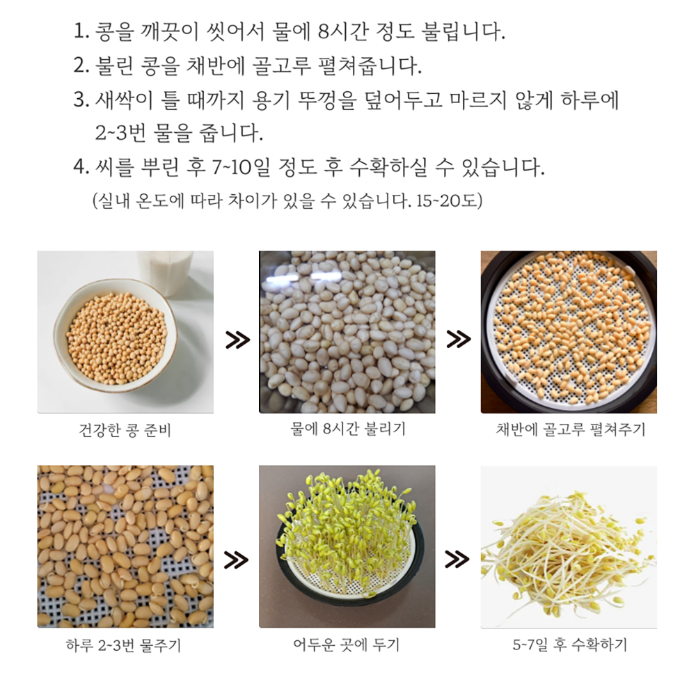 콩나물통 집에서 콩나물 키우기 - 상세 이미지 3