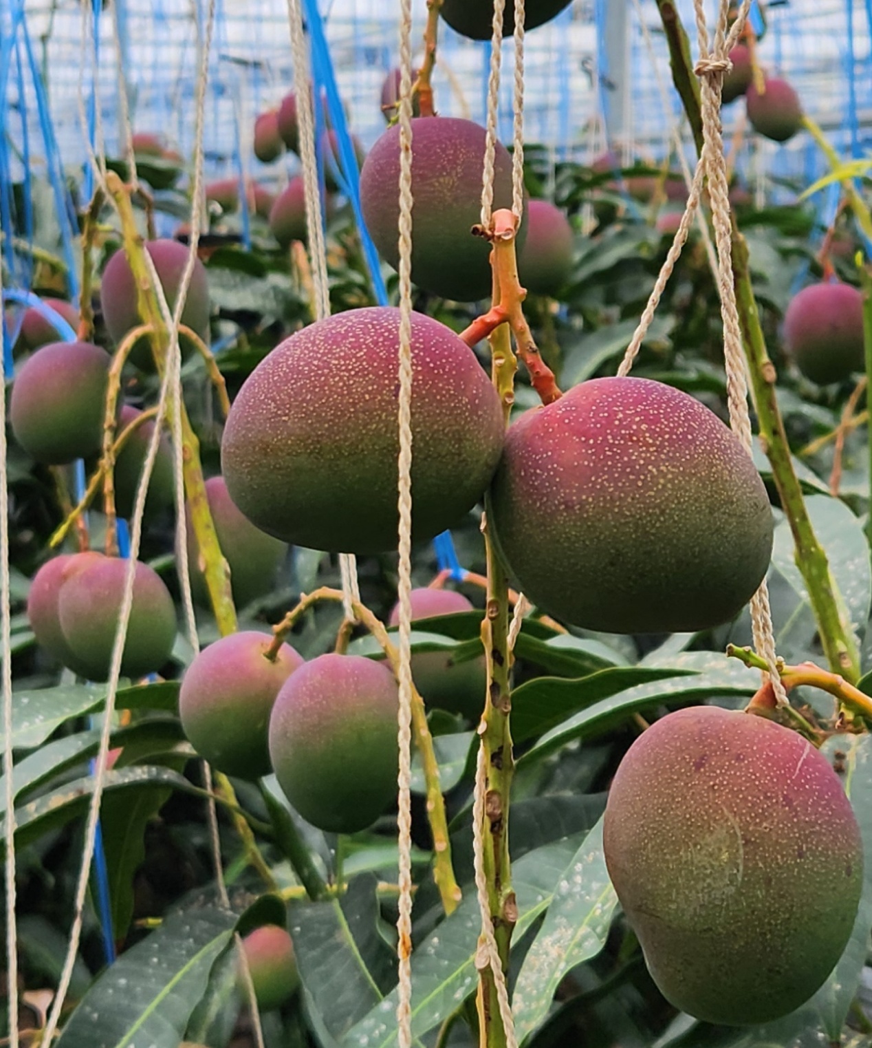 제주애플망고 특상품 선물세트 2kg ,3kg - 상세 이미지 5