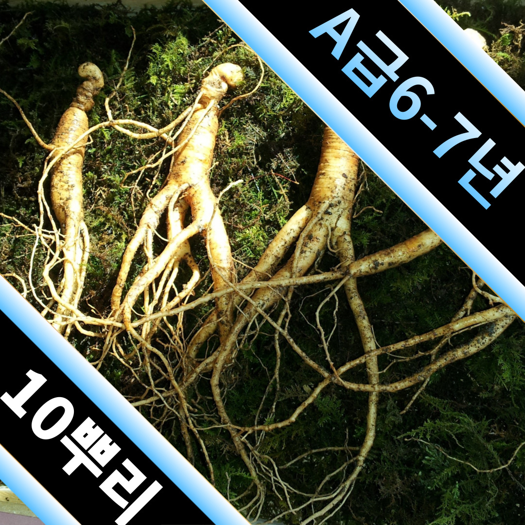 (정삼) 6-7년근 10뿌리 - 상품 이미지