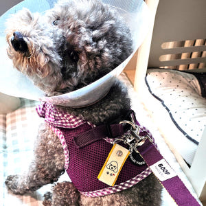 반려동물 인식표 강아지 반려견 애견 고양이 이름표 목걸이 주문제작 솔직 후기 | 실제 사용자 리뷰 총정리 - 상품 이미지 3