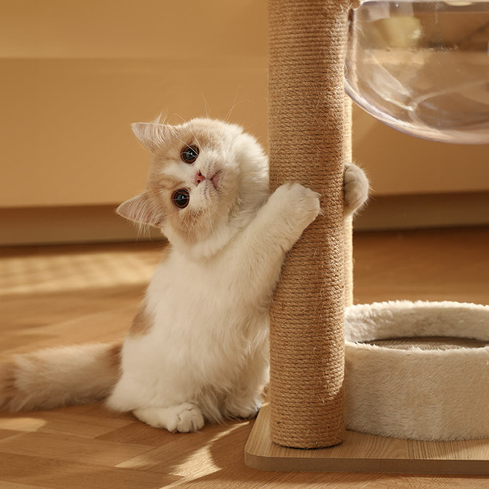 소형 원목 캣타워 브라운