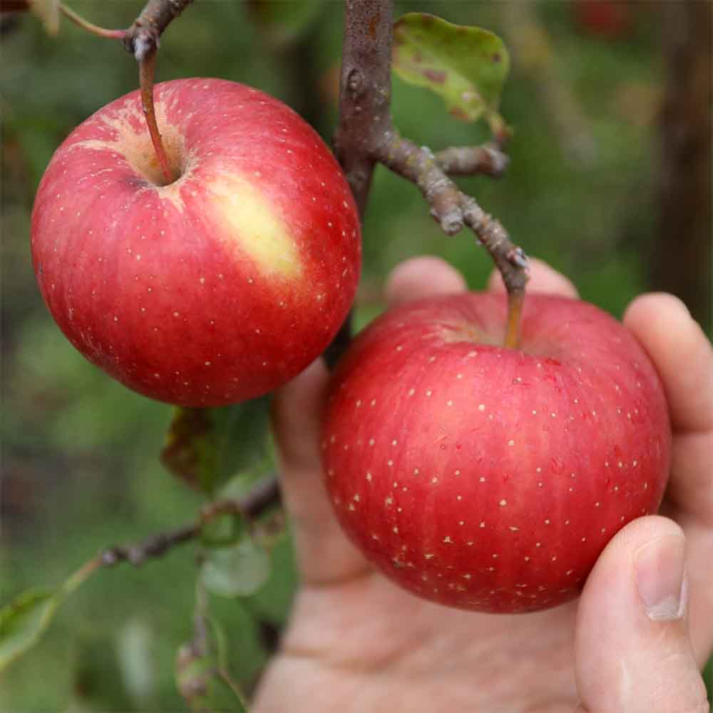 25년산 경북 햇 홍로사과 가정용 못난이 주스용 2kg 3kg 5kg - 상품 이미지