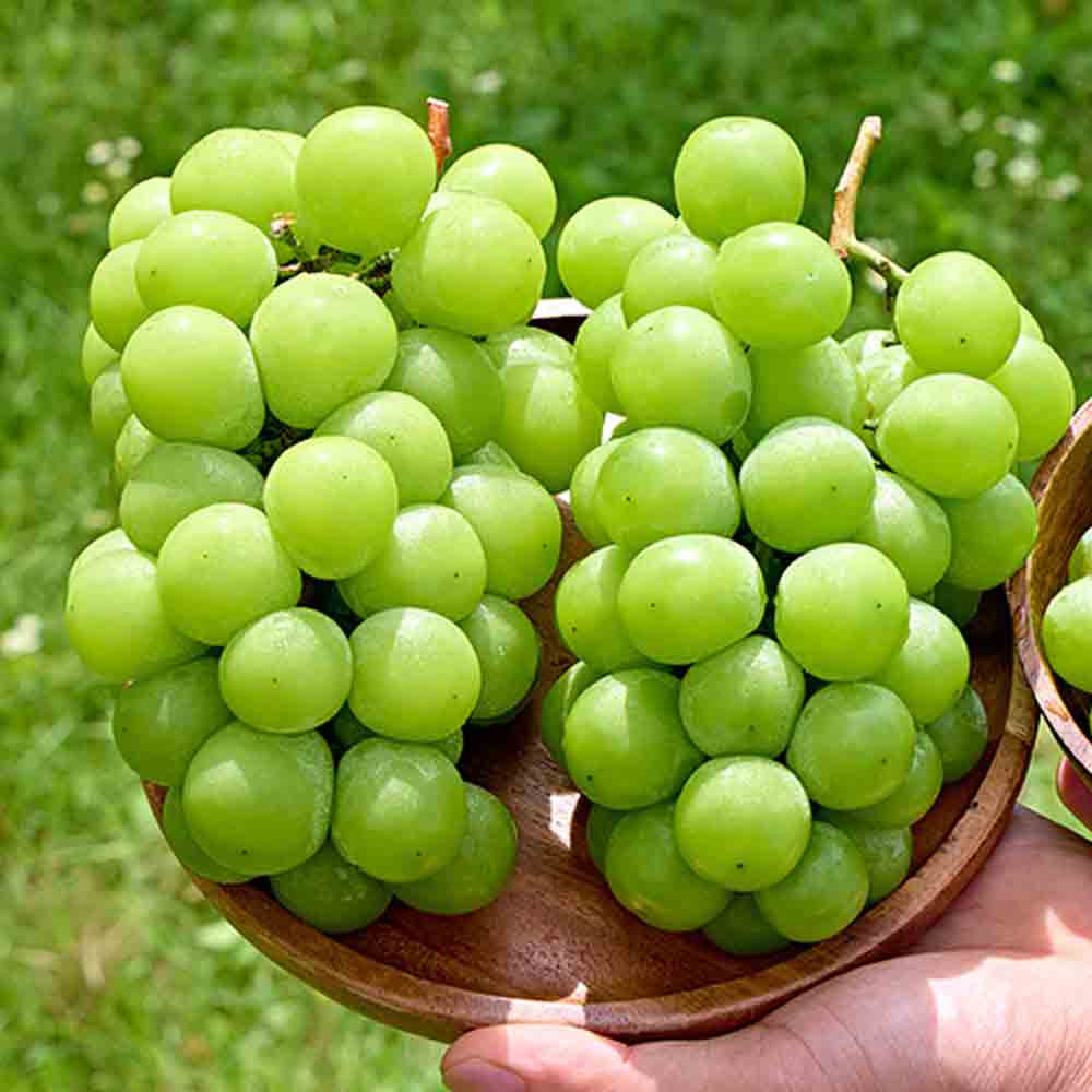 고당도 샤인머스켓 1kg 김천 망고포도 씨없는 청포도 - 상세 이미지 4