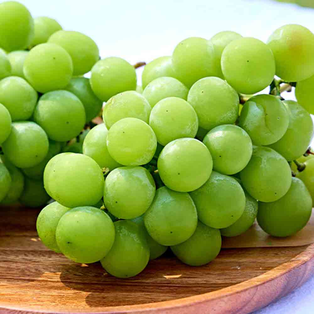 고당도 샤인머스켓 1kg 김천 망고포도 씨없는 청포도 이미지 8