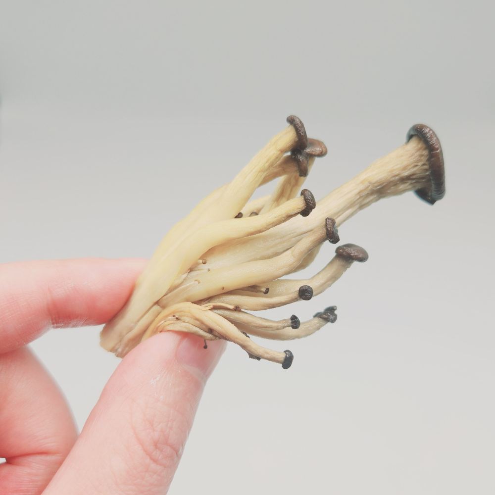 국내산 무농약 GAP 느타리버섯 말린느타리 건느타리버섯 50G - 상세 이미지 4