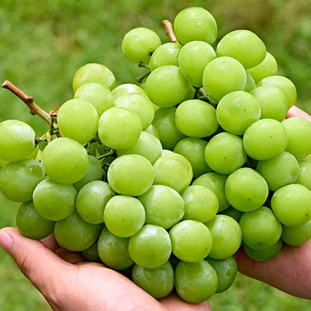 고당도 샤인머스켓 1kg 김천 망고포도 씨없는 청포도 - 상세 이미지 5