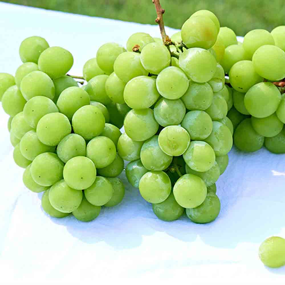 고당도 샤인머스켓 1kg 김천 망고포도 씨없는 청포도 이미지 6