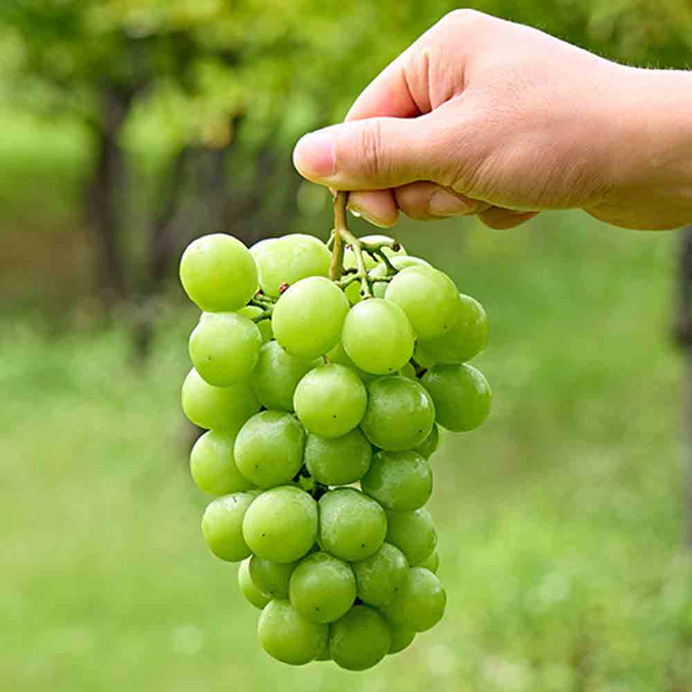 고당도 샤인머스켓 1kg 김천 망고포도 씨없는 청포도 - 상세 이미지 3