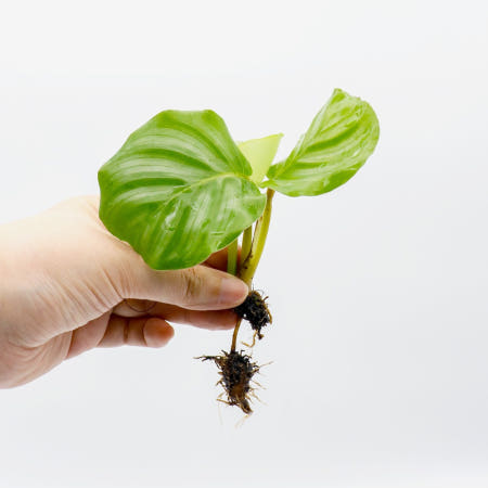 미미네아쿠아 원예식물 칼라데아 오르비폴리아 1촉