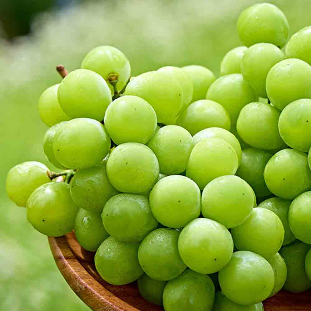 고당도 샤인머스켓 1kg 김천 망고포도 씨없는 청포도 이미지 7