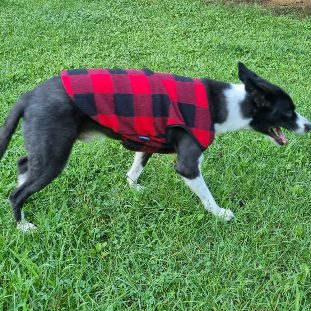 위드레오 강아지 겨울 조끼 대형견 옷 후리스 중형견옷 체크, 레드, S