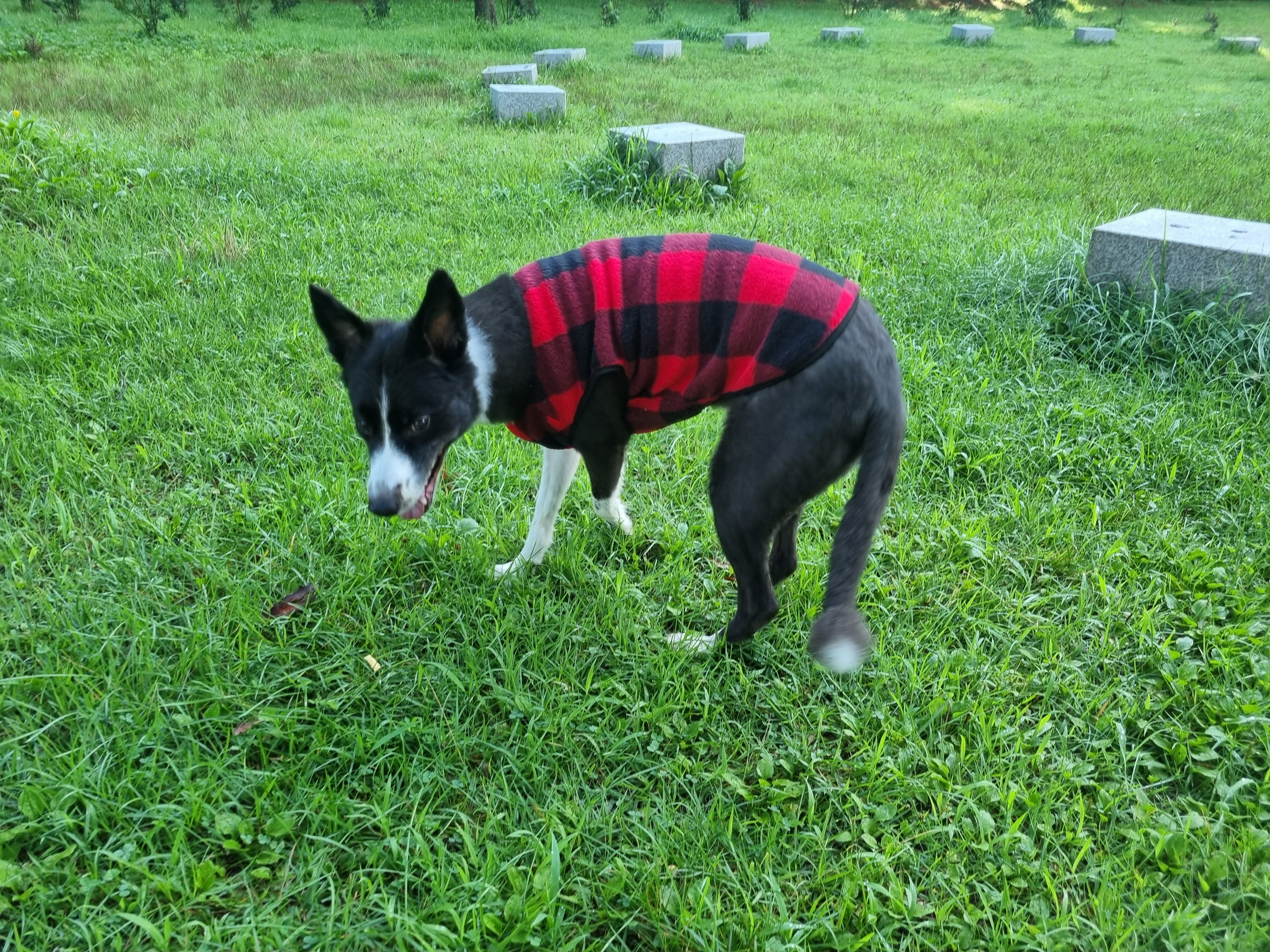 위드레오 강아지 겨울 조끼 대형견 옷 후리스 중형견옷 체크, 레드, S