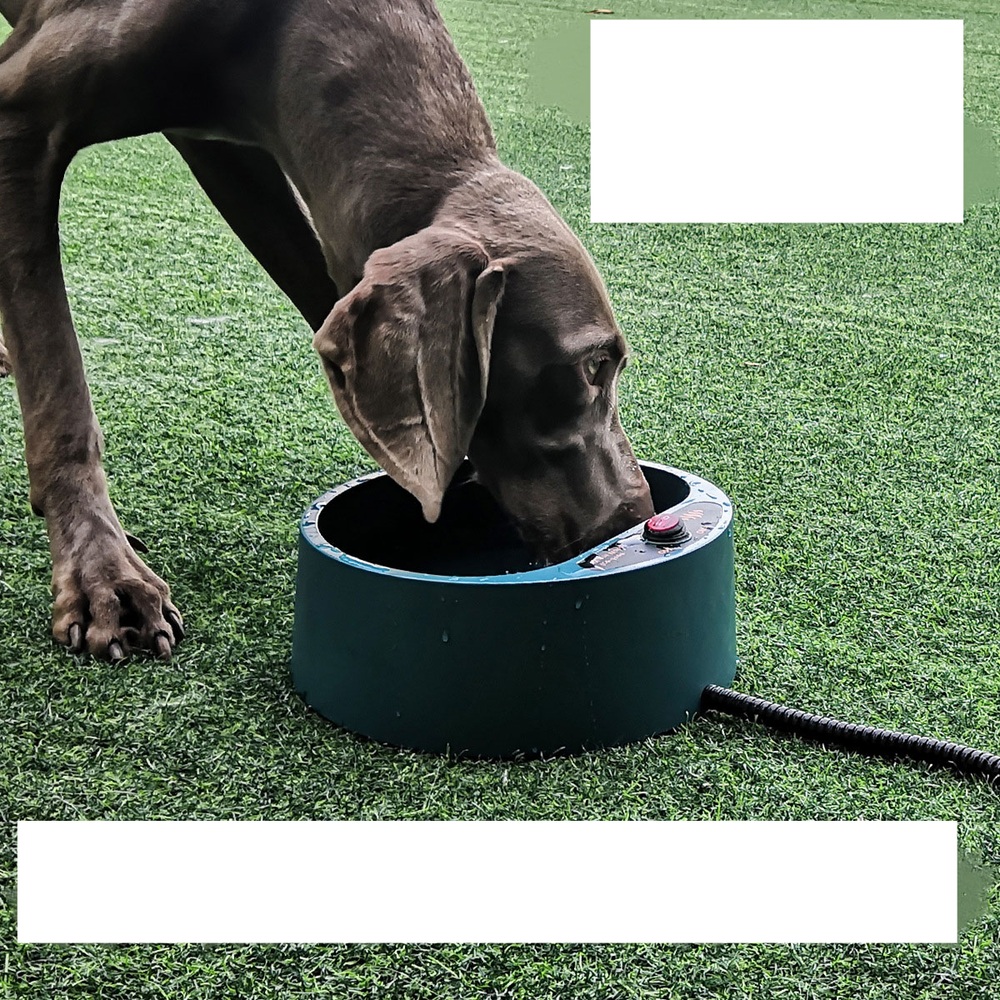 얼지않는 물그릇 강아지 길냥이 밥그릇 길고양이 식기 - 상품 이미지