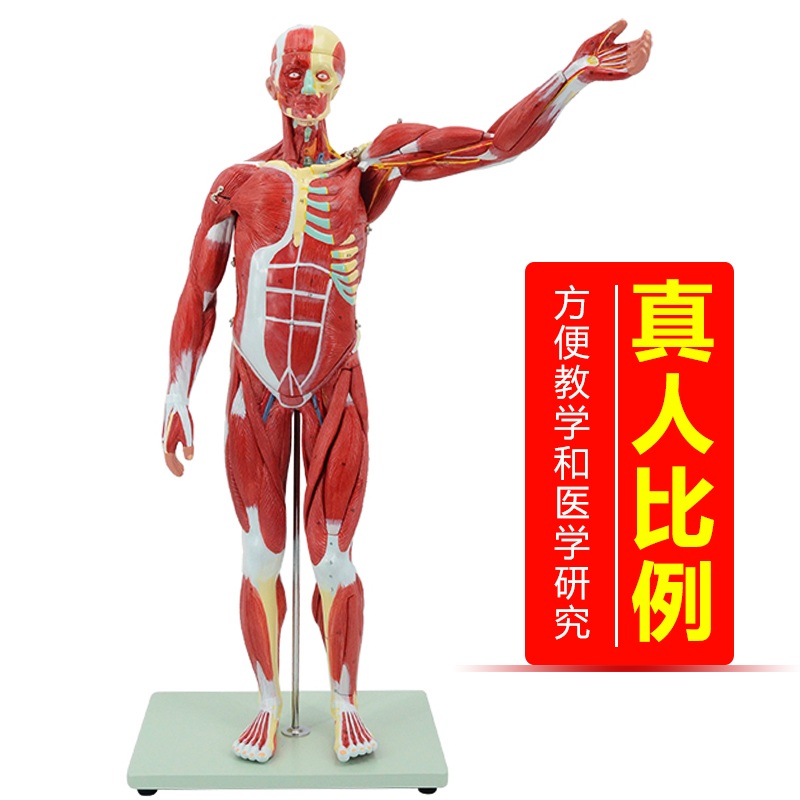 인체 해부학 모형 근육 골격 병원 의학 관절 학교 과학실 분리형 전신 - 상세 이미지 4