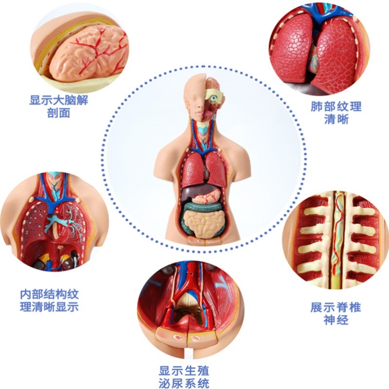 교욱용 인체 해부학 인형 전신 몸통 구조 의료용 병원 학교 분리형 - 상세 이미지 2